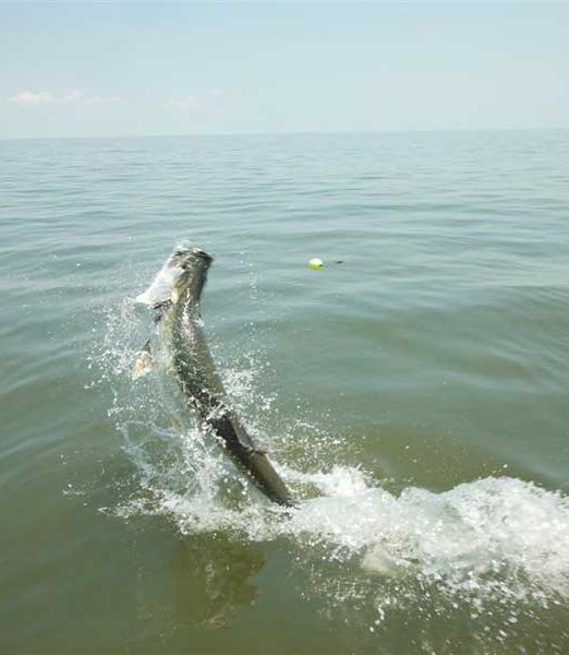 Fishing spots and locations for Tarpon fishing in Georgia