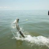 Fishing spots and locations for Tarpon fishing in Georgia